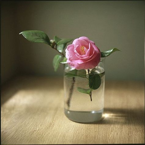 Flower In Jar, Herb Garden In Kitchen, Flowers In Jars, Garden Terrarium, In A Jar, Arte Floral, Flower Beauty, Flower Images, Flower Photos