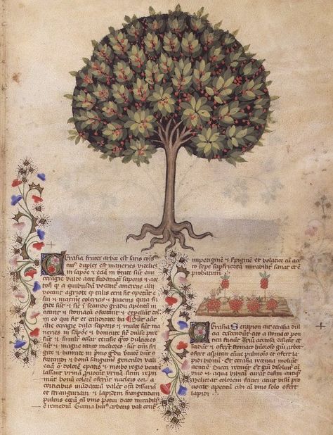 Show Animals, Medieval Artwork, Natural Science, Book Of Hours, Medieval Manuscript, Botanical Drawings, Medieval Art, Illuminated Manuscript, Digital Library