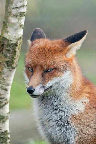 Fuchs Baby, Fox Pictures, Animal Study, Pet Fox, British Wildlife, Wild Dogs, Cute Fox, Red Fox, Animal Photo