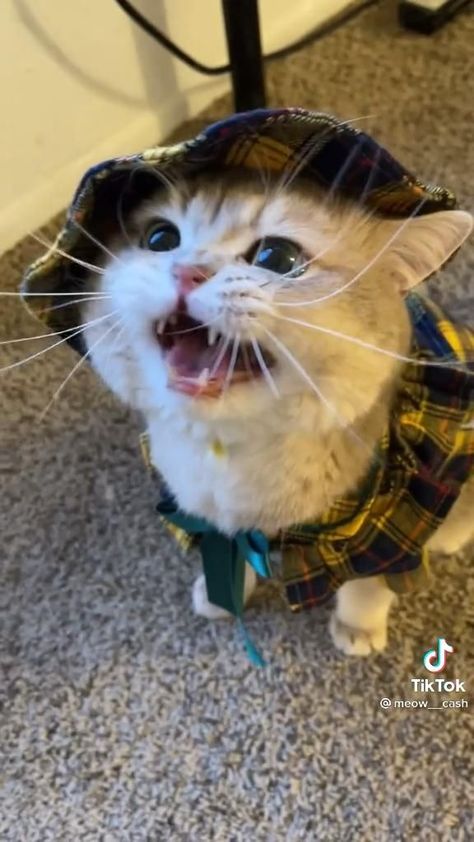 Cat Tiktok, Cat Meowing, Cat Meow, Image Chat, Kitten Meowing, Kitty Meow, Super Cute Animals, Cute Wild Animals