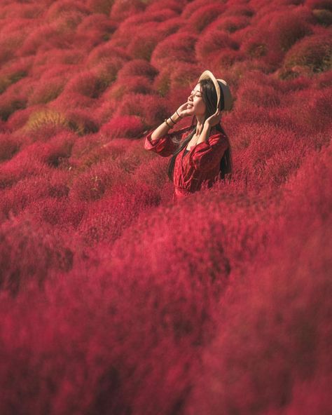 Autumn Poses, White Carpet Living Room, South Korea North Korea, Hitachi Seaside Park, Seaside Park, Carpet Trends, Ibaraki, Buying Carpet, Travel Japan