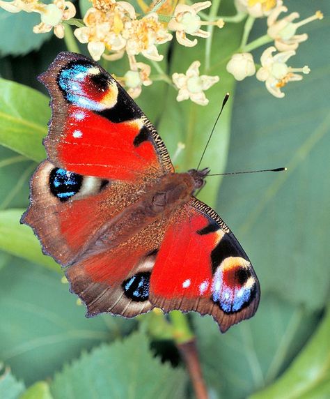 Peacock Butterfly, Water Animals, Watercolor Projects, People Photography, Moth, Art Inspo, Insects, Drawings, Animals