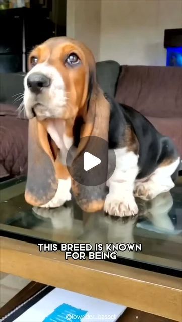 Basset Hound on Instagram: "Basset Hound 🐶 One Of The Laziest Dog Breeds In The World  📷: TT/IG @1MinuteAnimals  ( Please DM for any credits or to request removal. 📩🛠️)  🎁 Tap the Bio link to explore our store and promotions! 📲  ➖  #BassetHound #BassetHoundLifestyle #BassetHoundFamilyFun #BassetHoundInsta #BassetHoundPuppyLove #BassetHoundLoversClub #BassetHoundDaily #BassetHoundJoyfulMoments #BassetHoundPlaytime #BassetHoundFurBaby #BassetHoundAdventures #BassetHoundCuties #BassetHoundMagic #BassetHoundFriends #BassetHoundLoveAffair" Cute Basset Hound Puppy, Cute Basset Hounds, Basset Hound Puppy Videos, Begal Dogs, Miniature Basset Hound, Baby Basset Hound, Basset Hound Funny, Lazy Dog Breeds, Basset Hound Mix