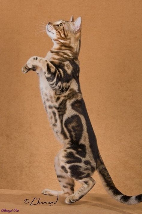 Fantastic Pic white Bengal Cats Style Primary, when it concerns what is really a Bengal cat. Bengal kitties really are a pedigree type that will to ... #Bengal #Cats #Fantastic Marble Bengal Cat, White Bengal Cat, Bengal Cat For Sale, Interpretive Dance, American Dance, Dance Studios, Bulldog Francese, Alvin Ailey, Bengal Kitten