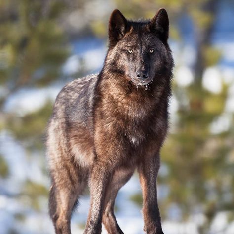 The Daily Wolf 🐺 on Instagram: “The Interior Alaskan wolf, or Yukon wolf, is the largest grey wolf subspecies in North America.  This wolf is typically dark in coloration,…” Yukon Wolf, Wolf World, Wolf Husky, Wolf Images, Wolf Stuff, Wolf Photos, Wolf Love, Wild Wolf, Wolf Pictures