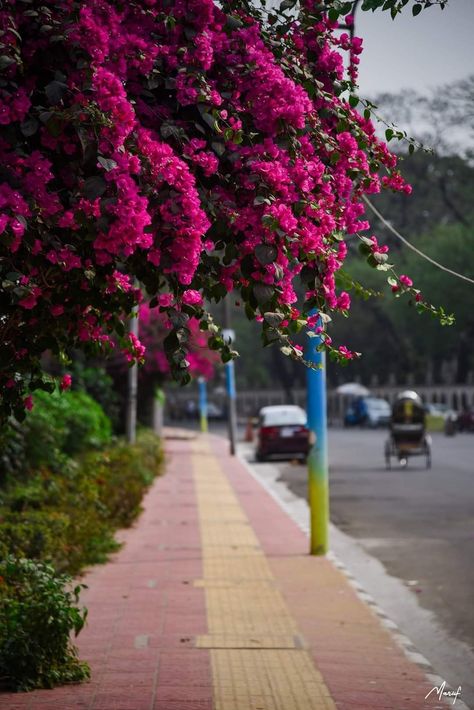 #nature #road #today #photo #photooftheday #view #life #love #omg #flowers #photooftheday #dhaka #bangladesh Flowers Real Photography, Flowers Background For Editing, Bangladesh Nature Photography, Nature Background For Editing, Aesthetic Photography Nature Flowers, Natural Background For Editing, Real Background Images For Editing, Dhaka Aesthetic, Nature Background Images For Editing