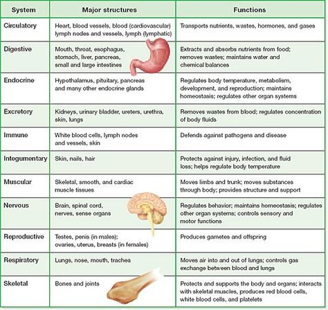 Organ system identification Organ Systems And Functions, Medical Interpreter, Body Systems Project, Body Systems Worksheets, Middle School Classroom Management, Anatomy Education, Anatomy Organs, Excretory System, Nurse Study