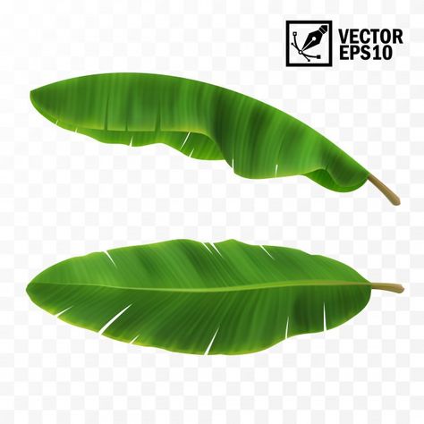 Vector Leaf, Banana Leaf Art, Trees Top View, Banana Palm, Interior Architecture Drawing, Palm Tree Leaves, Banana Plants, Green Banana, Banana Tree