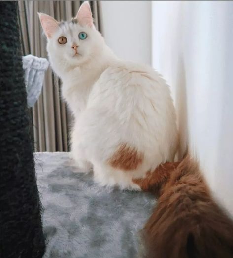 Turkish Van Cats Orange, Turkish Cat, Aesthetic Cat Tattoo, Swimming Cats, Cat Friendly Plants, Turkish Van Cats, Cat Behavior Problems, Turkish Van, Wcue Morph