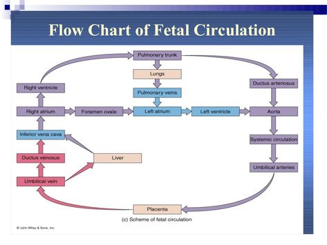 Flow Chart of Fetal Circulation Fetal Circulation, Circulation Diagram, Newborn Nursing, Diagnostic Medical Sonography, Student Midwife, Nursing Study Guide, Ob Nursing, Nursing Mnemonics, Neonatal Nurse