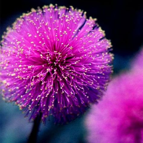 flor de mimosa Mimosa Pudica, Mimosa, Purple Flowers, Purple, Water, Flowers