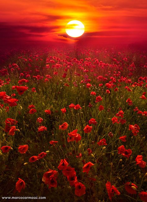 The sunset really sets off the red in this photo. It uses very warm tones and seems super balanced.  http://www.boredpanda.com/amazing-landscape-photos/#  Marco Camassi  50 Mind-Blowing Examples of Landscape Photography | Bored Panda Beautiful Skies, Sun Setting, Alam Yang Indah, Flower Field, Red Poppies, Beautiful Sunset, Landscape Photos, Beautiful Photography, Sunrise Sunset