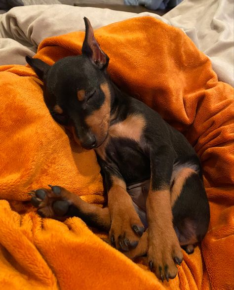 Sleeping Min Pin puppy Dobermans Aesthetic, Aesthetic Doberman, Dogs Doberman, Mini Doberman, Miniature Pinscher Puppy, Aesthetic Dogs, Black Doberman, Dogs Aesthetic, Mini Pinscher