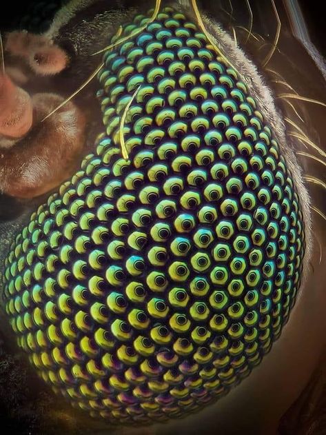 Closeup of a mosquitos eye Arthropods, Image Fun, Blue Check, Green Aesthetic, Best Funny Pictures, Macro Photography, New Memes, Braided Rugs, Geometry