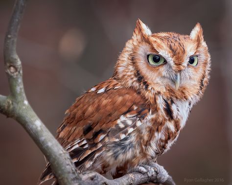 Owl Reference Photo, Screech Owl Drawing, Owl Aesthetic, Foto Macro, Eastern Screech Owl, Screech Owl, Barred Owl, Owl Photos, Owl Pictures