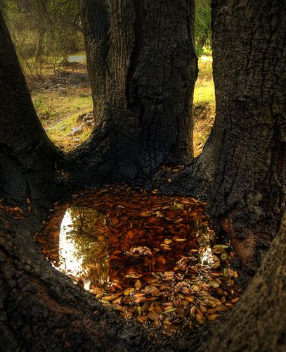 There's something amazing about this place - it's peaceful, magical - but I always feel I shouldn't ever stay here too long. Enchanted Places, Amazing Backgrounds, Thanksgiving Time, The Reflection, Fallen Leaves, Witchy Things, Tree Forest, Samhain, Oak Tree