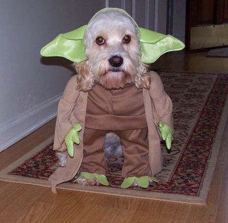 Yoda Dog Yoda Dog Costume, Yoda Halloween Costume, Yoda Halloween, Yoda Costume, Cute Dog Costumes, Dog Costumes Funny, Animal Dress Up, Animal Costumes, Star Wars Costumes