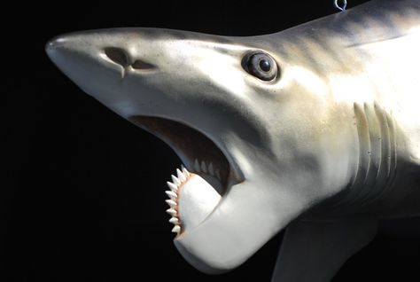 The Helicoprion featured a bizarre set of teeth resembling a buzz saw that had multiple functions, study shows. Photo by Brian Switek used by permission Saw Shark, Weird Sharks, National Geographic Wallpaper, Cave People, Ancient Fish, Explore Idaho, Buzz Saw, Dead Animals, Species Of Sharks