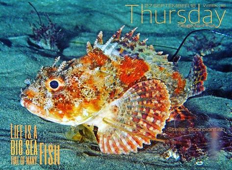 Untitled Scorpion Fish, Kelp Forest, Undersea World, Cool Fish, Underwater Photographer, Fish Crafts, Lion Fish, Angler Fish, Colorful Fish