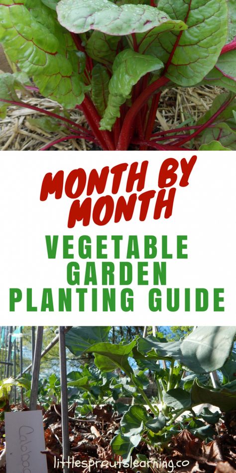 Garden Planting Guide, Vegetable Garden Planting Guide, Vegetable Planting Guide, Vegetable Garden Planner, Planting Guide, Organic Vegetable Garden, Garden Planner, Garden Types, Veg Garden