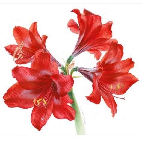 Amaryllis Painting, Amaryllis Flower, Botanical Artists, Red Amaryllis, Cherry Blossom Painting, Amaryllis Flowers, Peony Painting, Watercolor Red, Purple Orchids