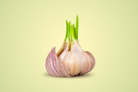 Can You Eat Sprouted Garlic? Garlic Sprouts, Growing Sprouts, Food Chemistry, How To Store Garlic, Garlic Knots, Green Tips, Spaghetti Sauce, Natural Sugar, Food Trends