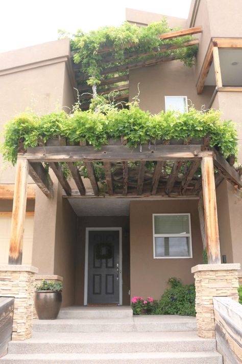 Creating living shade with vines | 505 Outside Front Door Trellis, Door Trellis, Lady Banks Rose, Green Canopy, Evergreen Vines, Trumpet Vine, Patio Shade, Master Gardener, Shade Structure