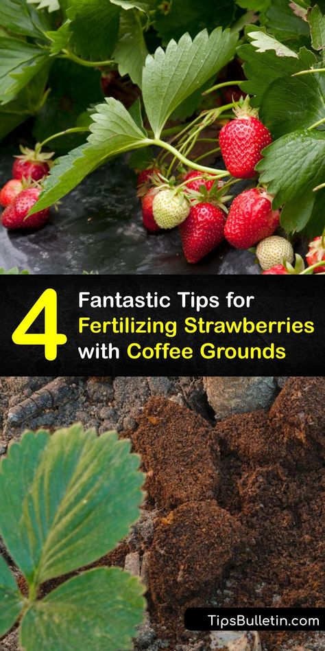 Strawberry Fertilizer, Coffee Grounds For Plants, Strawberry Growing, Coffee Grounds As Fertilizer, Strawberries In Containers, Banana Peels, Berry Garden, Landscape Design Ideas, Garden Remedies