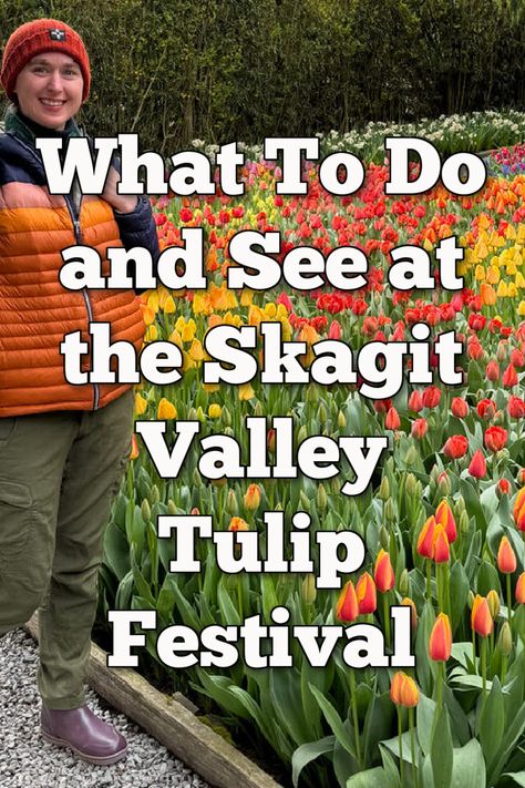 Just north of Seattle, Washington State's Skagit Valley bursts into bloom each April with millions of tulips. The local community celebrates the bloom from April 1 - 30 annual. If you want to attend the festival, here's everything you need to know. Seattle Tulip Festival, Skagit Valley Tulip Festival, Interstate 5, Festival Guide, Skagit Valley, Northern Minnesota, Tulip Festival, San Juan Islands, Tulip Fields