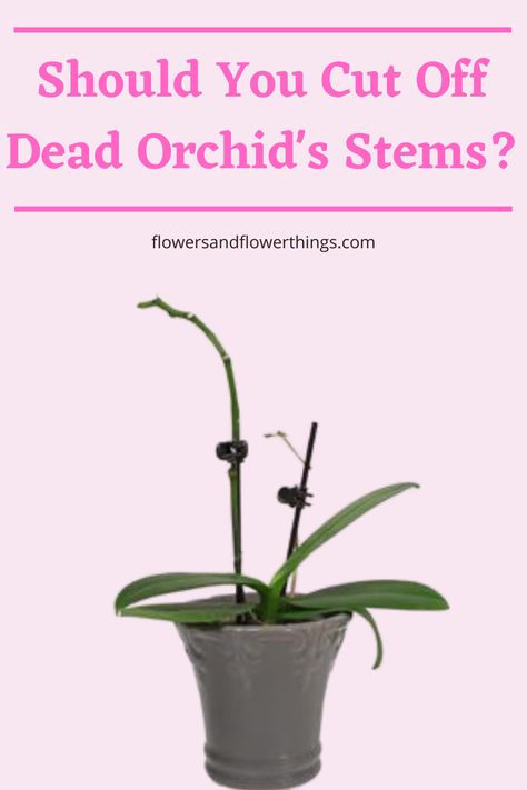 Learn how to properly cut off dead orchid stems depending on the type of orchid plant you are growing. #orchid #flowers Orchid Potting, Orchid Ideas, Klompen Stampers, Living Wall Garden, Orchids Care, Propagate Succulents, Phalaenopsis Orchid Care, Repotting Orchids, Indoor Orchids