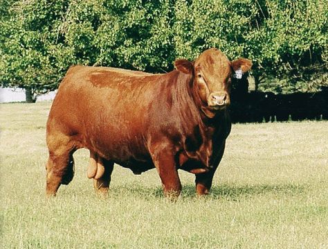 Breeds of Livestock - Limousin Cattle Simmental Cows, Limousin Bull, Limousin Cow, Limousin Cattle, Sahiwal Cow, Angus Bull, Bonsmara Cattle, Cows In Pasture, Beef Cow