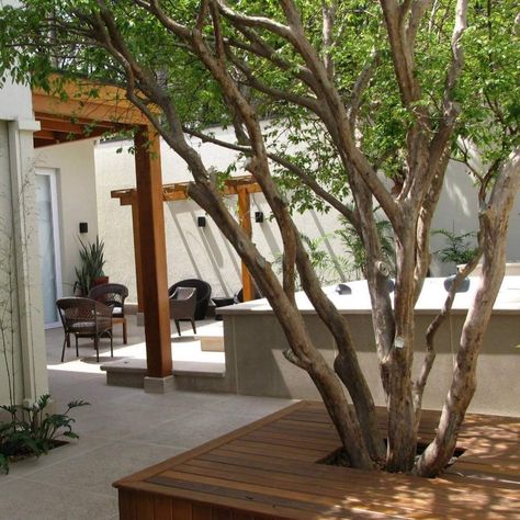 Patio With Tree, Patio Chico, Wood House Design, Porch Veranda, Dream House Rooms, Interior Garden, Backyard Projects, Landscape Trees, Outdoor Rooms