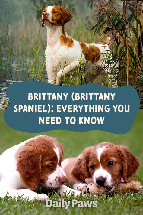 Brittany Dog Breed, Brittany Puppy, Dog Knowledge, Brittany Spaniel Puppies, Brittany Puppies, Funny Talking Dog, Dogs Hunting, French Brittany, Brittany Spaniel Dogs