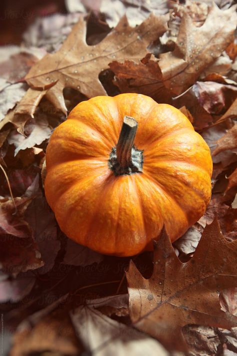 Best Ever Banana Cake, Planting Pumpkins, Autumn Magic, Green Pumpkin, Pumpkin Art, Small Pumpkins, Orange Pumpkin, Happy Fall Y'all, Autumn Beauty