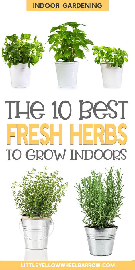 Herbs To Grow Indoors, Casa Rock, Best Herbs To Grow, Cooking With Fresh Herbs, Easy Herbs To Grow, Herbs To Grow, Growing Herbs Indoors, Black Thumb, Sunny Window