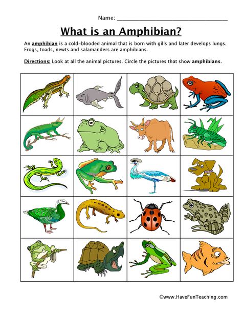 Animal Learning Activities, Animal Classification Worksheet, Amphibians Activities, Reptile Crafts, Classifying Animals, Animal Lessons, Animal Life Cycles, Animal Learning, Animal Classification