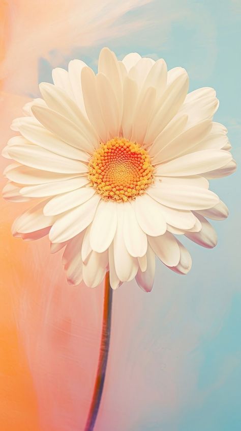 Daisy flower petal plant. | Premium Photo Illustration - rawpixel Daisy Flower Wallpaper, Wallpaper Blossom, Flor Iphone Wallpaper, Acrylic Paint Art, Flower Background Iphone, Desktop Wallpaper Organizer, Abstract Wallpaper Design, Flower Abstract, Daisy Painting