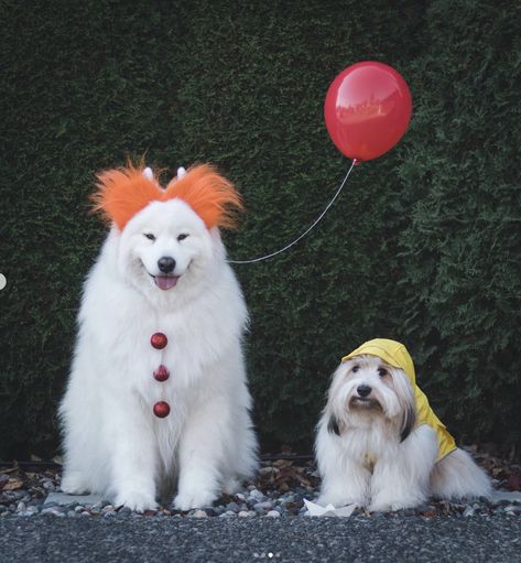 Fall Cats, Samoyed Puppy, Samoyed Dogs, Dog Halloween Costumes, Toy Puppies, Halloween 2022, Cute Costumes, Baby Puppies, The Clown