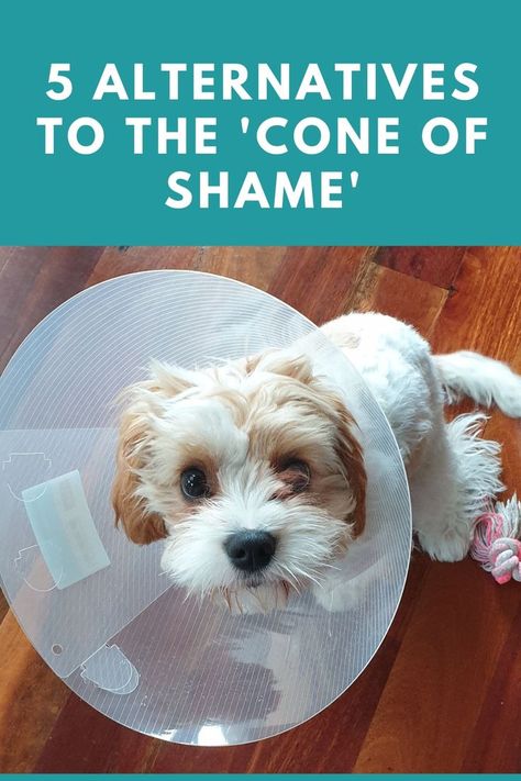 Dog wearing a surgery cone Cone Of Shame Alternatives Diy, Dog Cones Diy, Diy Pet Cone Dogs, Pool Noodle Cone For Dogs, Diy E Collar For Dogs, Cone Of Shame Alternatives, Diy Dog Cone, Cones For Dogs Homemade, Cone For Dogs Diy