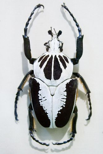 Cool Insects, Cool Bugs, A Bug's Life, Beetle Bug, Beautiful Bugs, Creepy Crawlies, Arthropods, Insect Art, Arachnids