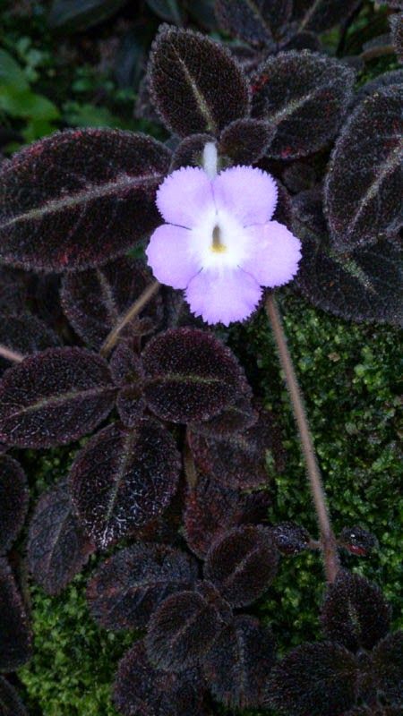 Episcia 'Chocolate Velour' {Pirate's Playground Blog} African Violets Plants, Violet Plant, Weird Plants, Gothic Garden, Front Garden Design, Plant Cuttings, Terrarium Plants, Unique Plants, African Violets