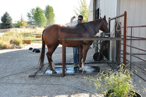 Horse Wash Bay Outdoor, Outdoor Wash Rack For Horses, Horse Washing Station, Horse Bathing Station, Wash Rack For Horses, Horse Wash Rack Outdoor, Horse Wash Stall, Horse Wash Rack, Automatic Horse Waterer