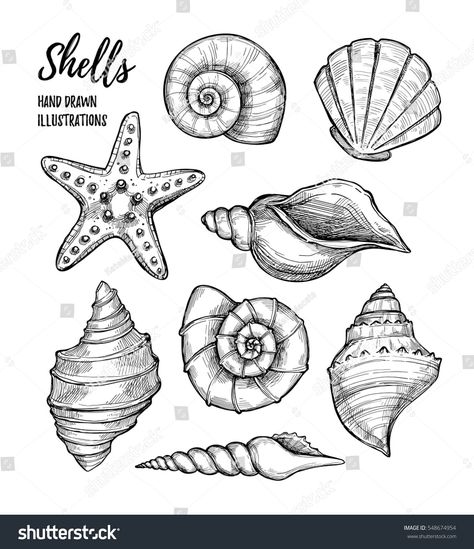 Seashell Drawing, Starfish Tattoo, Shell Drawing, Seashell Tattoos, Shell Tattoos, Hand Drawn Vector Illustrations, Tattoo Outline, Sea Art, Hand Drawn Vector