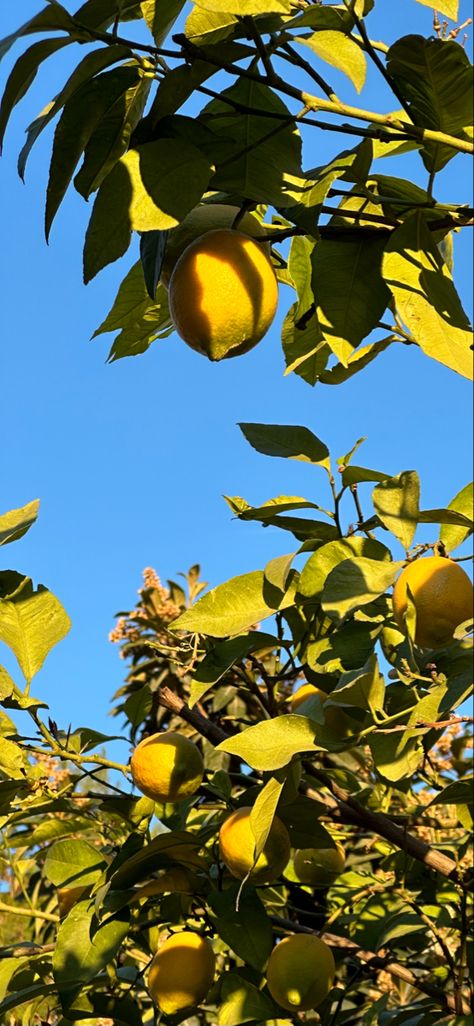 wallpaper · lemon tree · 🍋 Summer Aesthetic Wallpaper Yellow, Lemon Wallpaper Iphone, Lemon Tree Aesthetic, Lemon Tree Wallpaper, Lemon Wallpaper, Pic Edits, Landscape Aesthetic, Yellow Iphone, Summer Green