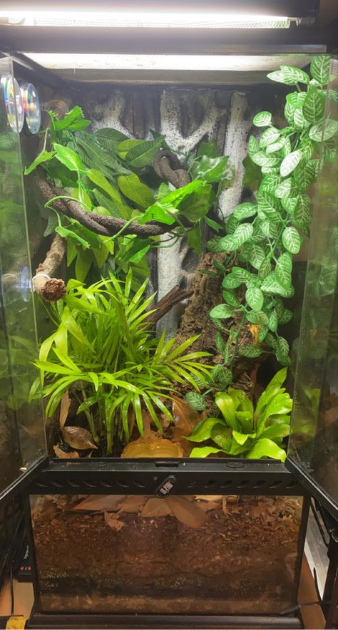 Crested Gecko Habitat Bioactive, Large Reptile Terrarium Ideas, Bioactive Crested Gecko Tank, Bioactive Crested Gecko Terrarium, Crested Gecko Terrarium Ideas, Crested Gecko Bioactive Terrarium, Crested Gecko Terrarium, Gargoyle Gecko Enclosure, Giant Day Gecko Terrarium