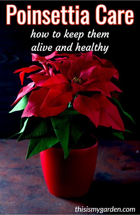 Poinsettia Care, Poinsettia Plant, Household Plants, Christmas Plants, Inside Plants, Indoor Plant Care, Home Vegetable Garden, Christmas Cactus, House Plant Care