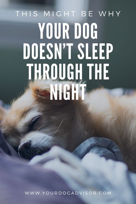 Dog Not Sleeping Through The Night, Puppy Sleep Through Night, Dog Whining, Dog Sleeping Positions, Meds For Dogs, Dog Training Videos, Sleeping Puppies, Sleeping Through The Night, Dog Help