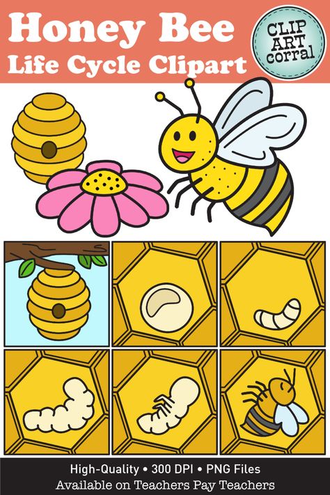 Life cycle clipart of a honey bee, for early elementary educational resources. Honey Bee Life Cycle, Bee Life Cycle, Science Clipart, Elementary Science, Life Stages, Life Cycle, Life Cycles, Honey Bee, Teacher Pay Teachers