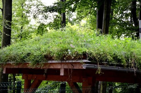 How to Create a Gorgeous Green Roof: Your Step-by-Step Guide Earth Roof, Green Roof Planting, Sod Roof, Eco Roof, Pool Pumps And Filters, Extensive Green Roof, Sedum Roof, Build A Playhouse, Garden Pavilion