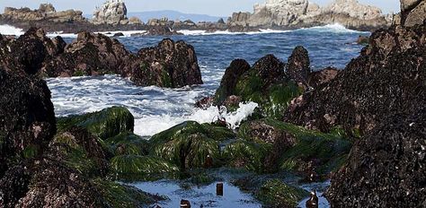 Tidal pool in Monterey Bay National Marine Sanctuary Intertidal Zone, Ocean Images, Dog Thoughts, Population Growth, Tidal Pool, Tide Pool, Science Tools, Water Life, Tide Pools